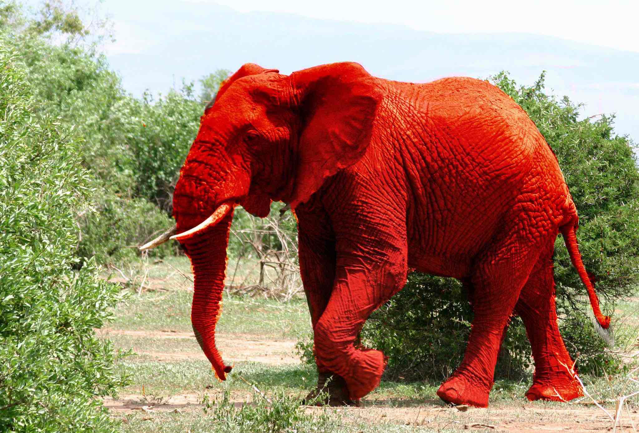 Red Elephant Memory Free Red 3D Printable STL Files (100 Models) | Remeshy